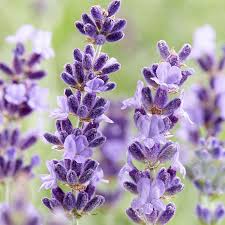 Image result for Lavandula