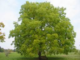 Your Black Walnut Is A Very Special Tree G U F F