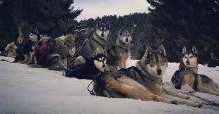 La lekkarod fait renaître ce qui fut a l'époque la première course de chiens de traineau par étapes au monde. Instagram Photo By Gwen Y Apr 5 2016 At 9 43pm Utc Animals Photo Dogs