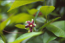 Image result for Periploca