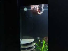 • allows your betta to rest near the surface of the water just. Betta Floating Log Is A Big Hit Youtube Floating Betta Log