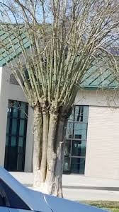 Maybe you would like to learn more about one of these? Please Stop Planting Crape Myrtles