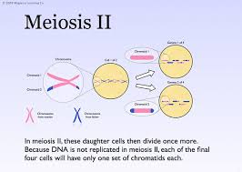 Image result for Meiostemon