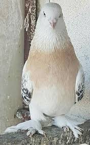 Blt Blt Adli Kullanicinin Guvercin Pidgeon Panosundaki Pin Kus