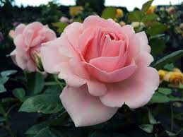 An adr rose is a winner in the german adr rose trial (allgemeine deutsche rosenneuheitenprüfung). Poulsen Roser A S