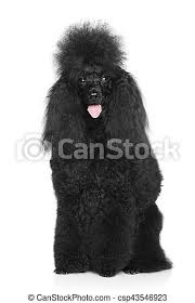Black poodles have a solid black coat that has no hint of any other color. Black Poodle On A White Background Happy Black Miniature Poodle Sitting On A White Background Canstock