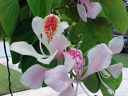Image result for Bauhinia monandra