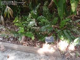 It is best suited as a landscape plant in shade areas under a tree or large shrubs. Plantfiles Pictures Japanese Holly Fern Japanese Netvein Holly Fern Cyrtomium Falcatum By Riddler