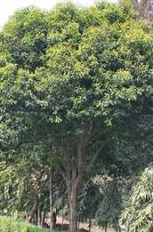 Image result for Mimusops