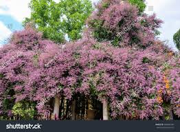 Image result for Congea