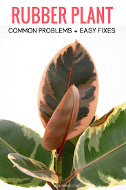 Maybe you would like to learn more about one of these? How To Care For Your Indoor Ficus Elastica Rubber Plant