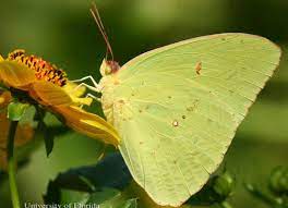 Maybe you would like to learn more about one of these? Cloudless Sulphur Phoebis Sennae Linnaeus