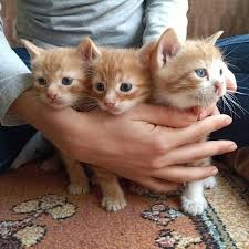 Watch The Best Youtube Videos Online Sokakta Dogum Yapmislardi Aldim Ama Ev Sahibi Ile Anlasamiyoruz 3 Bebek Kedi Acil Yuva Araniyor Izmir Sati Animals Cats