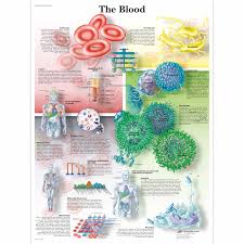 The Blood Chart