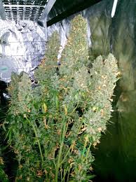 Auto Ultimate Grow Review Under Led Grow Light Dutch Passion Blogs