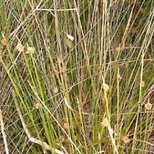 Image result for Ficinia