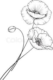 Kotkoa Fotos Illustrationen Und Video Colourbox De Flower Drawing Design Poppy Flower Art Flower Line Drawings