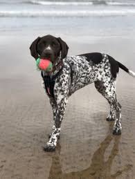 Dennis elbrader, ks fri cast # ns entry # 303 dog. Nicholai S Reid Nicholaisreid Profile Pinterest