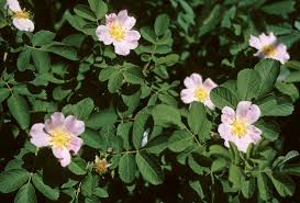 Image result for Rosaceae