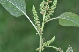 Image result for Amaranthus viridis