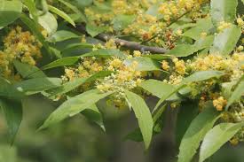 Image result for Guazuma