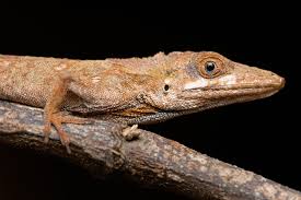 Image result for Anolis gemmosus
