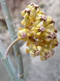 Image result for Asclepias albens