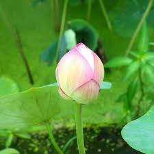 Lotus cars limited is a british automotive company headquartered in norfolk, england. 40pcs Lotus Flower Lotuss Seeds Aquatic Plants Bowl Lotus Water Lily Low Price Yard Garden Outdoor Living Fibsol Com