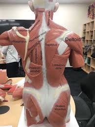 Vertebrae in the vertebral column. Anatomy Of Back Muscles Diagram