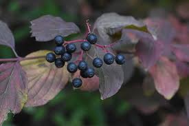 Image result for Cornaceae