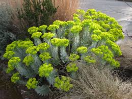 Image result for Euphorbia