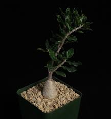 Image result for Fockea angustifolia