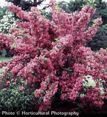 Actively scan device characteristics for identification. Buy Affordable Old Fashioned Weigela Shrub Weigela Florida Arbor Day Foundation Buy Trees Rain Forest Friendly Coffee Greeting Cards That Plant Trees Memorials And Celebrations With Trees And More