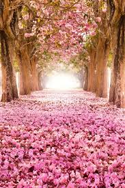 Make your cell phone /mobile phones look professional with amazing plain backgrounds. Spring Pictures Wallpapers And Screensavers For Your Phone Download For Free