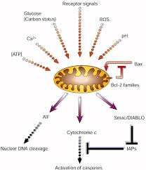 Check spelling or type a new query. Programmed Cell Death Mitochondria And The Plant Hypersensitive Response Nature