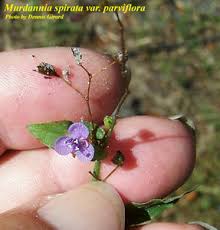 Image result for Murdannia semiteres