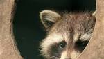  Health officials say rabid raccoon killed by 2 dogs in Green Tree