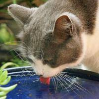 Bad breath (due to toxins building up in the blood and causing ulcers in the mouth, esophagus common clinical signs for dm are similar to those of chronic kidney disease and hyperthyroidism and include: Why Is My Cat So Thirsty Metropolitan Veterinary Associates
