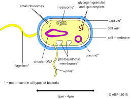 Pathogens And The Immune System