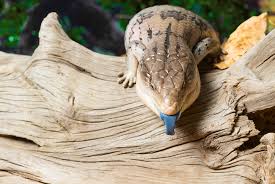 Blue tongue skinks handle well and often seem to actually enjoy being held & petted. Blue Tongued Skink Care And Information Reptiles Magazine