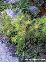 Image result for Cyperus haspan