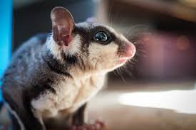 At pet check urgent care, our veterinarians serve sewell, nj, deptford, nj and the surrounding areas with more than emergency vet care. Exotic Pet Care In Sewell Nj All Creatures Veterinary Care Center