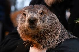 Six More Weeks Of Winter, Predicts Lambton County'S Groundhog | The Sarnia  Observer