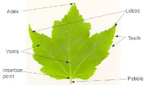 Solved Question 10 (Mandatory) (1 Point) What Do Leaf | Chegg.Com