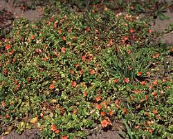 Image result for Myrsinaceae