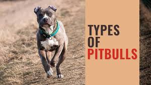 The pug pit has a muscular, short, and stocky body that you can often see on the pitbull and bulldog mixes even tough dogs that have more pug in them will often be smaller as well as less aesthetic. Types Of Pitbulls Know The Popular Pitbull Breeds Petmoo