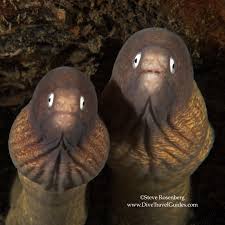 Image result for Artabotrys likimensis