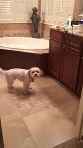 Maybe you would like to learn more about one of these? Pet Wellness Clinics Springmill Home Facebook