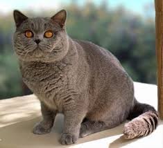 Cat Photos British Shorthair Cat Pictures British Shorthair Ideas Of Britis Hayvan Kedi