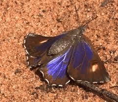 Image result for Halopegia azurea